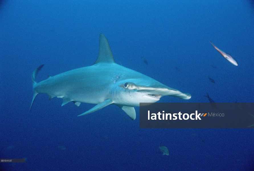 Festoneado tiburón martillo (Sphyrna lewini) nadando entre peces de arrecife de las Islas Galápagos,