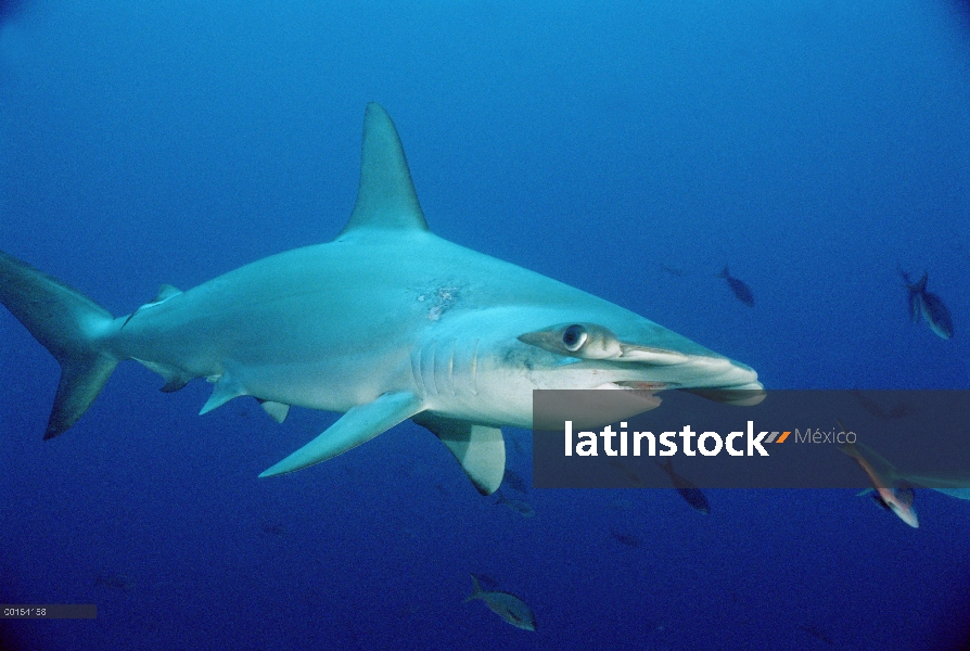 Festoneado tiburón martillo (Sphyrna lewini) entre arrecifes peces, Galápagos, Ecuador