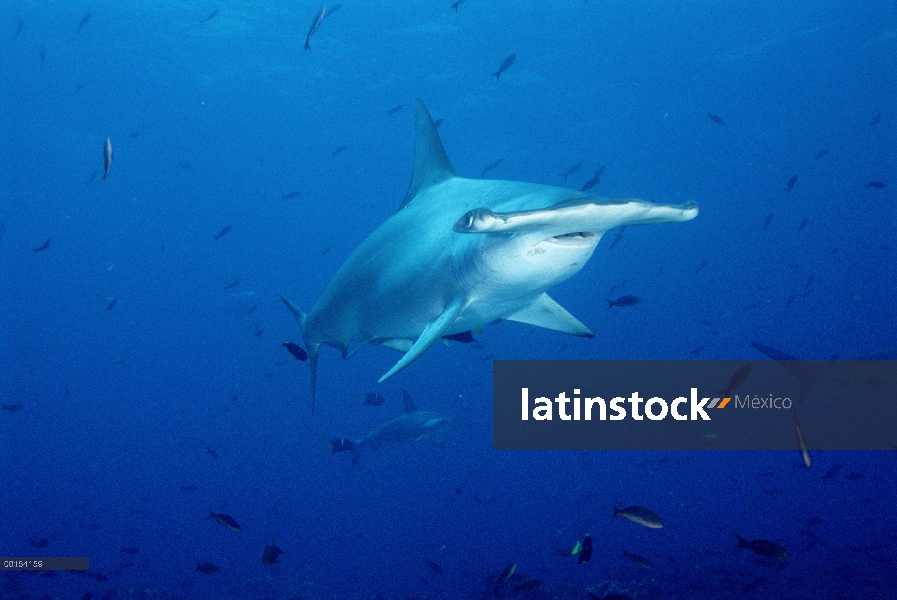 Festoneado tiburón martillo (Sphyrna lewini) entre arrecifes peces, Galápagos, Ecuador