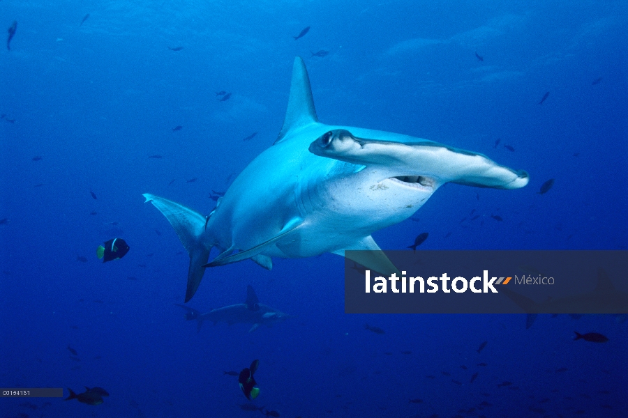 Festoneado tiburón martillo (Sphyrna lewini) nadando entre peces de arrecife de las Islas Galápagos,