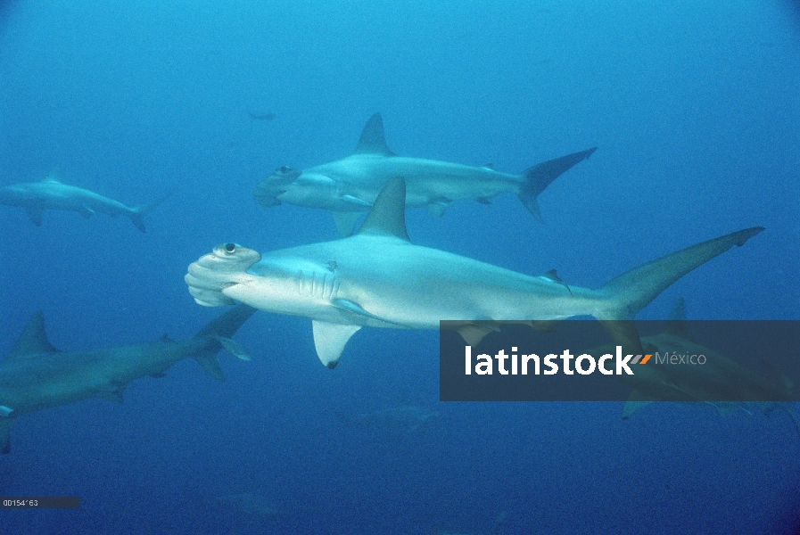 Festoneado tiburón martillo (Sphyrna lewini) escuela, Islas Galápagos, Ecuador