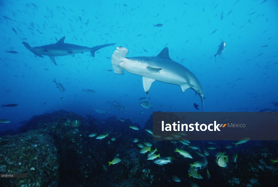 Pescados de festoneado par de tiburón martillo (Sphyrna lewini) nadar entre los arrecifes, Isla del 