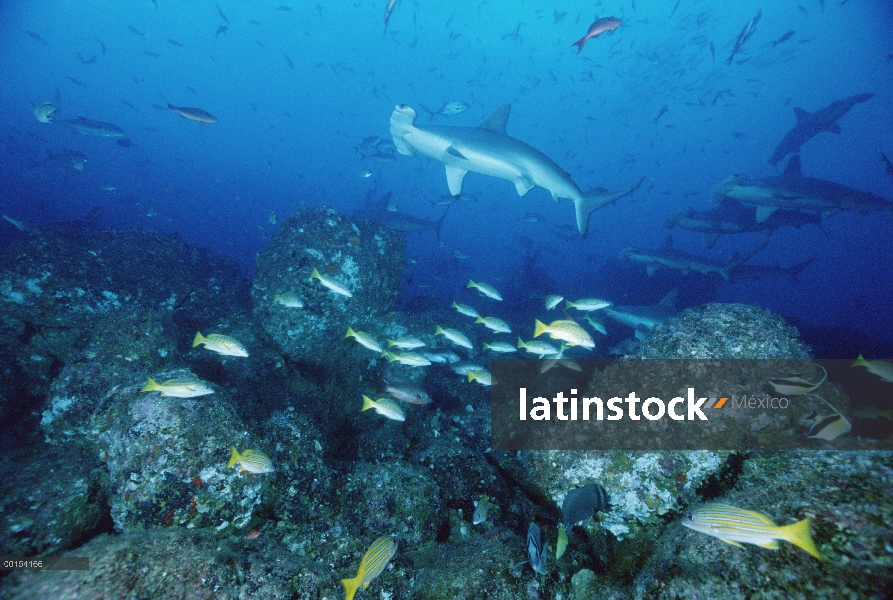 Escuela de tiburón martillo (Sphyrna lewini) festoneada, nadar entre peces de arrecife, Isla del coc