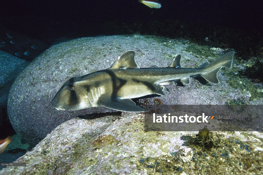 Puerto de una natación de Jackson Shark (Heterodontus portusjacksoni), nuevo sur de Gales Australia