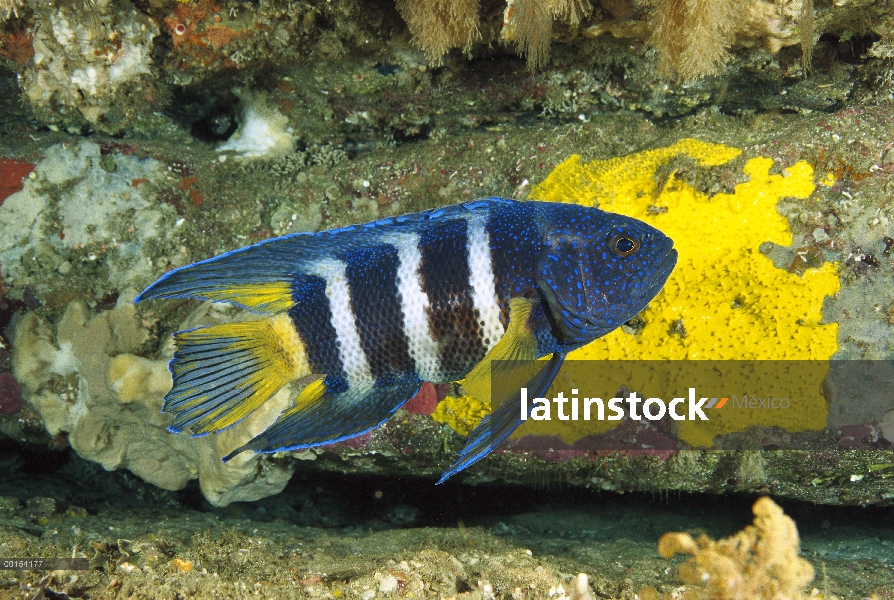 Diablo azul oriental (Paraplesiops bleekeri), Nueva Gales del sur, Australia