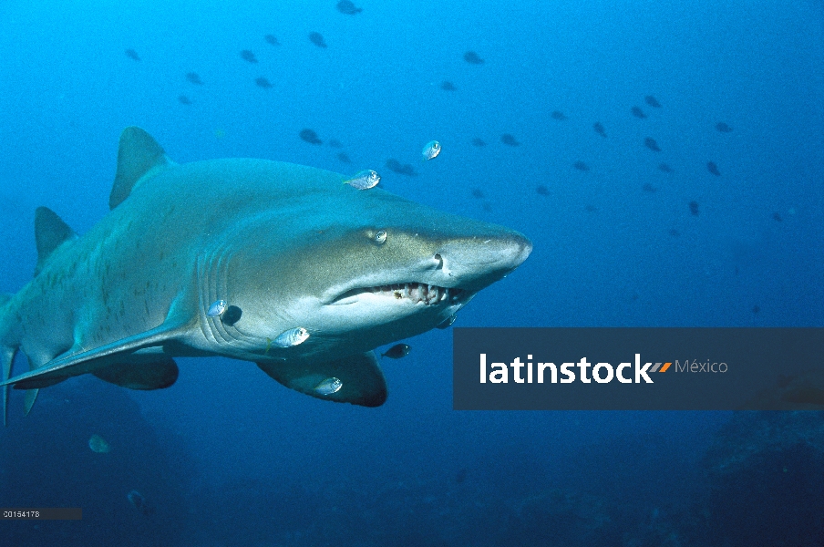 Retrato subacuático Gris tiburón nodriza (Carcharias taurus), nuevo sur de Gales Australia