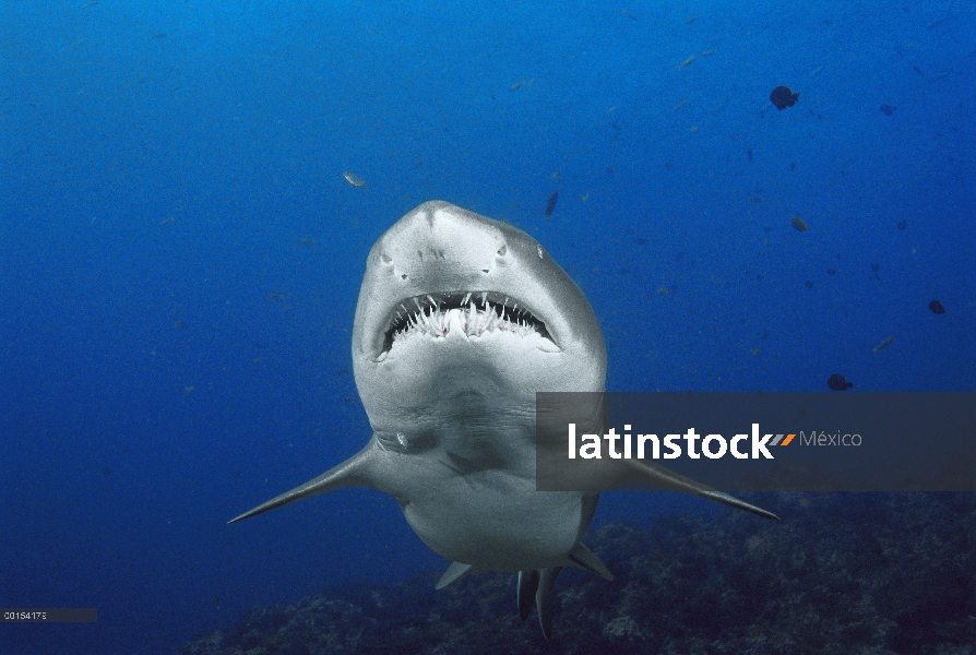 Retrato subacuático Gris tiburón nodriza (Carcharias taurus), nuevo sur de Gales Australia