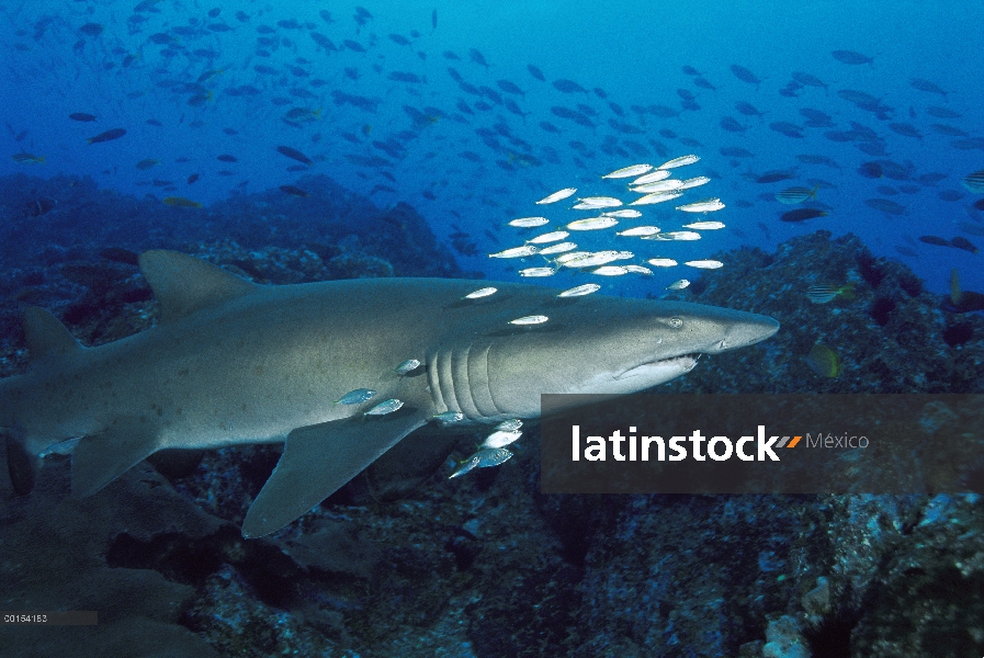 Tiburón Nodriza de gris (Carcharias taurus) entre bancos de peces, Nueva Gales de sur de Australia