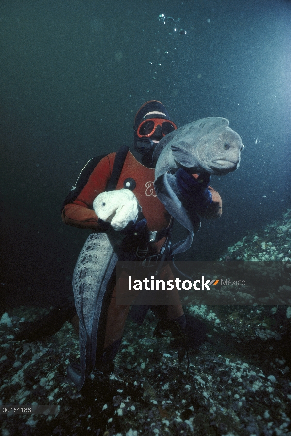 Anguila del lobo (Anarrhichthys ocellatus) par, macho blanco y gris mujer, sostenida por buzo, caza 