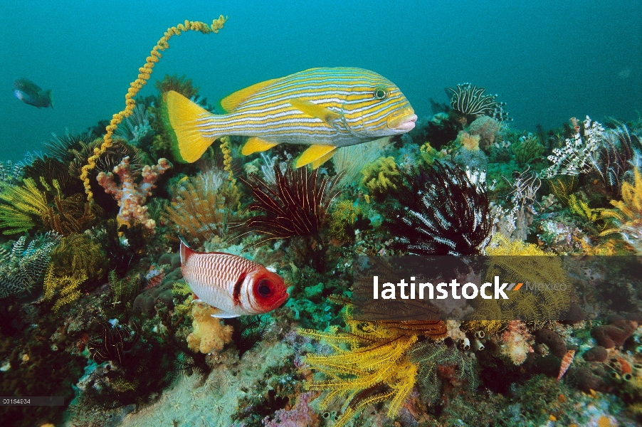 Cinta Sweetlips (Plectorhinchus polytaenia) y barreados en un arrecife alfombrado con suaves corales