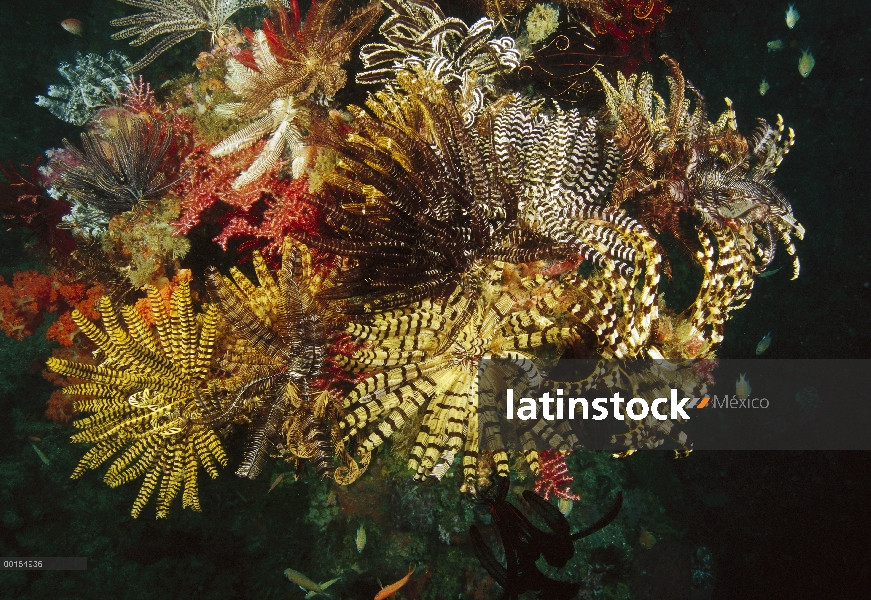 Detalle de arrecife, una sección cubierta con crinoideos, Cannibal Rock, Parque Nacional de Komodo, 