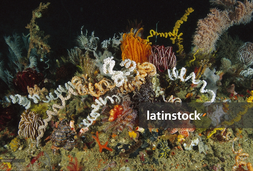 Detalle de arrecife, una sección cubierta con crinoideos, Cannibal Rock, Parque Nacional de Komodo, 