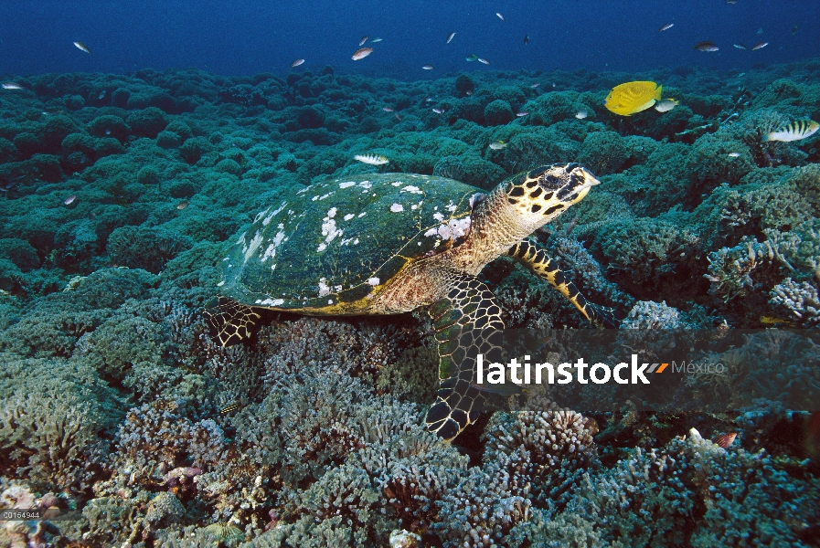 Tortuga Carey (Eretmochelys imbricata), las islas Gili de Lombok, Indonesia