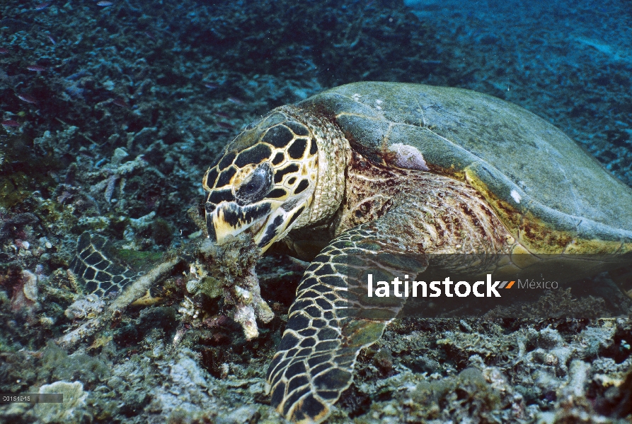 Tortuga Carey (Eretmochelys imbricata), las islas Gili de Lombok, Indonesia