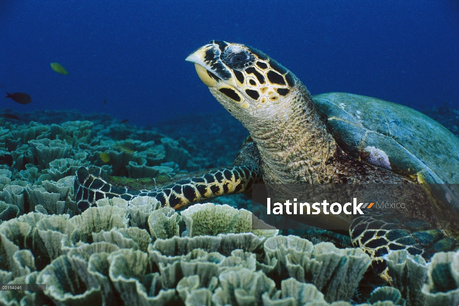 Tortuga Carey (Eretmochelys imbricata), las islas Gili de Lombok, Indonesia