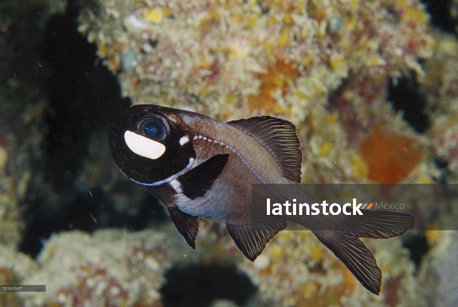 Peces linterna de una aleta (Photoblepharon palpebratum), mar del Coral, Australia