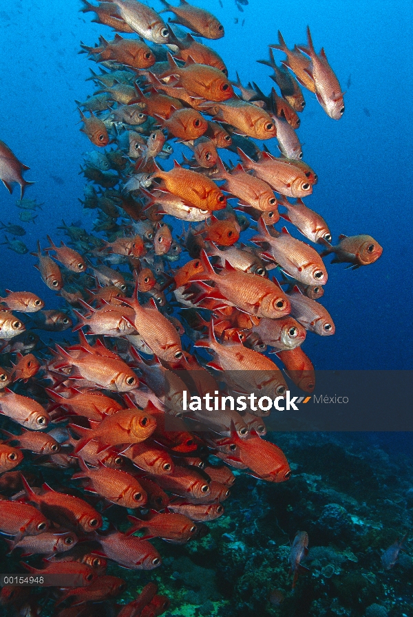 Grupo de barreados (Myripristis vittata) con puntas blancas, Nusa Penida, Indonesia