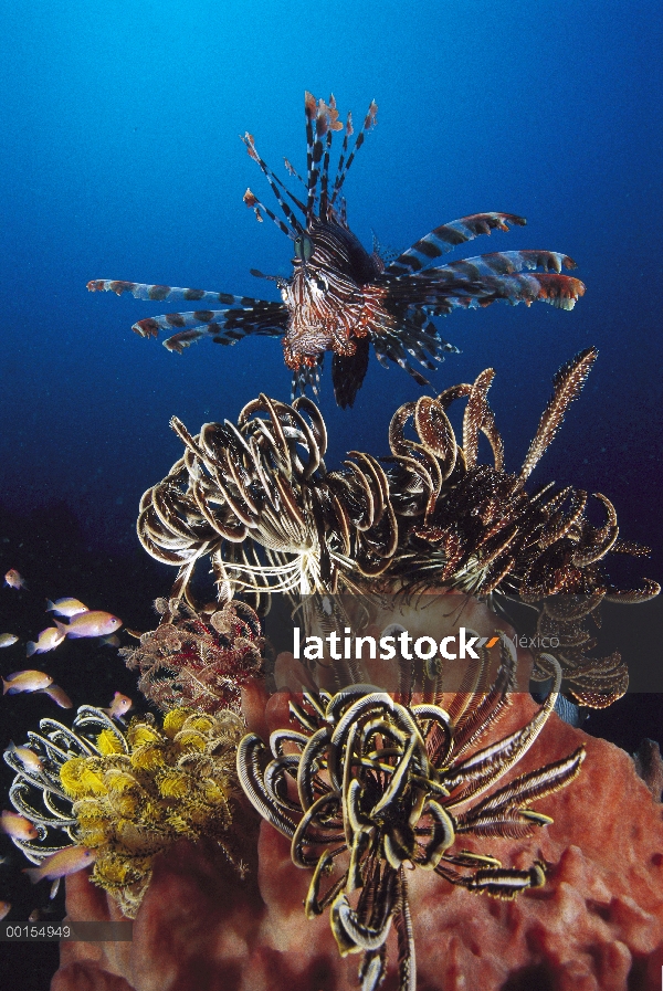 Pez león común (Pterois volitans) caza entre las estrellas pluma, Indonesia