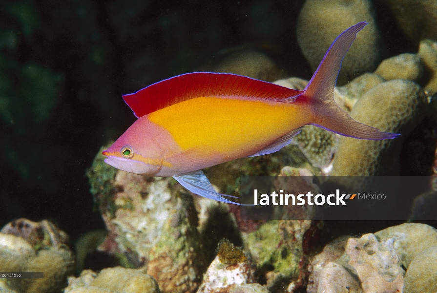 Redfin Anthias (Pseudanthias dispar), las islas Gili, Indonesia