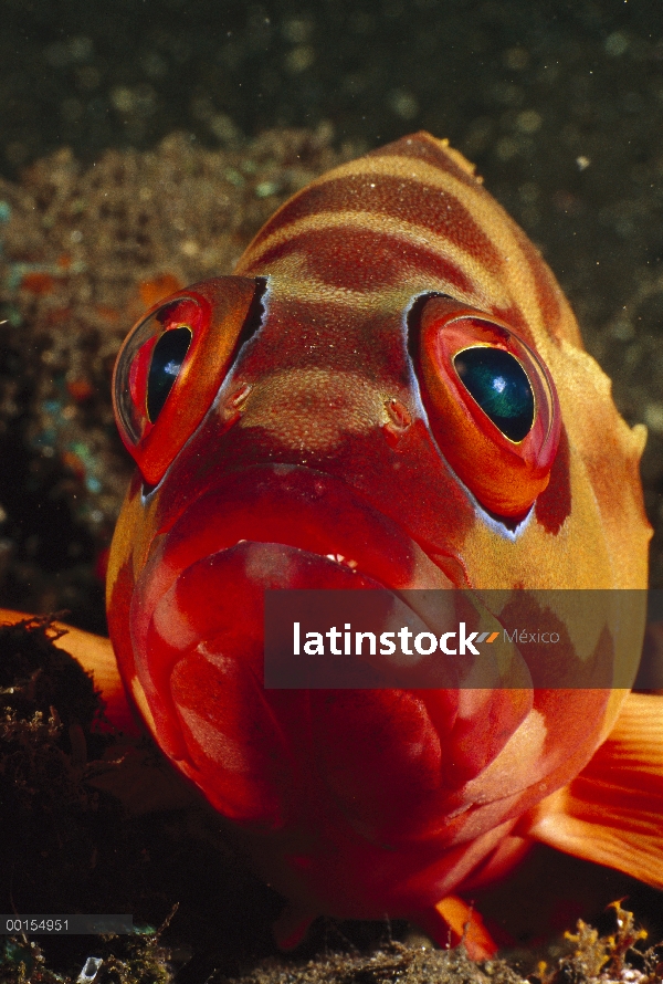 Punta negra mero (Epinephelus fasciatus), Bali, Indonesia