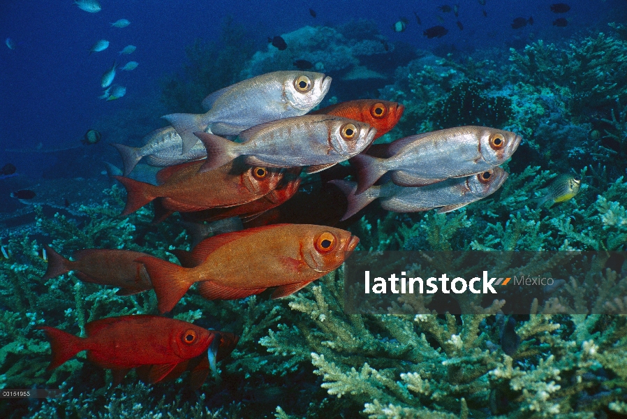 Media Luna-cola patudo (Priacanthus hamrur) grupo exhibe coloraciones desde el rojo de plata, Nusa T