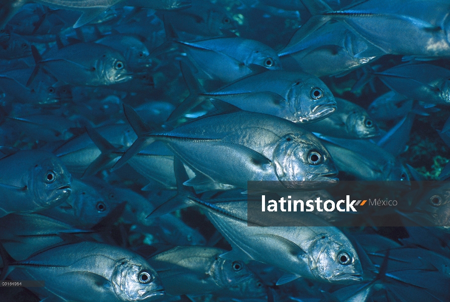 Gigante Trevally (Caranx ignobilis) la escuela de natación, Bali, Indonesia