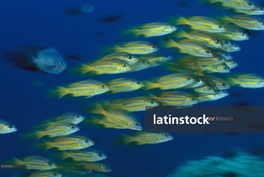 Grupo de pargo BlueStripe (Lutianus kasmira), Bali, Indonesia