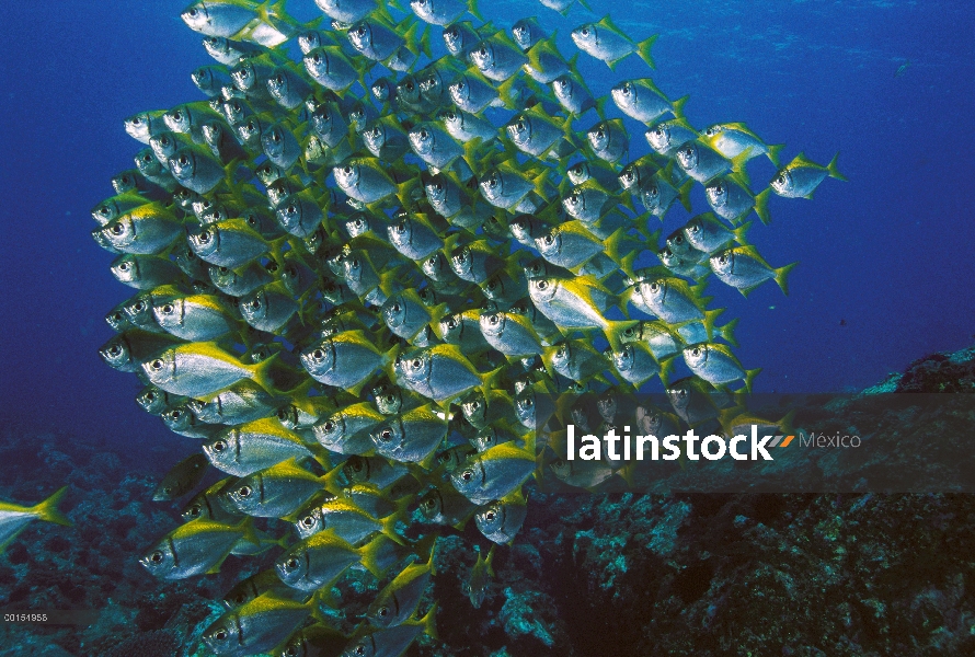 Eastern Pomfred (Schuettea scalaripinnis) la escuela de natación, Australia