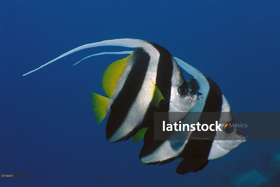 Par Longfin Bannerfish (Heniochus Acuminatus) nadando juntos, Bali, Indonesia