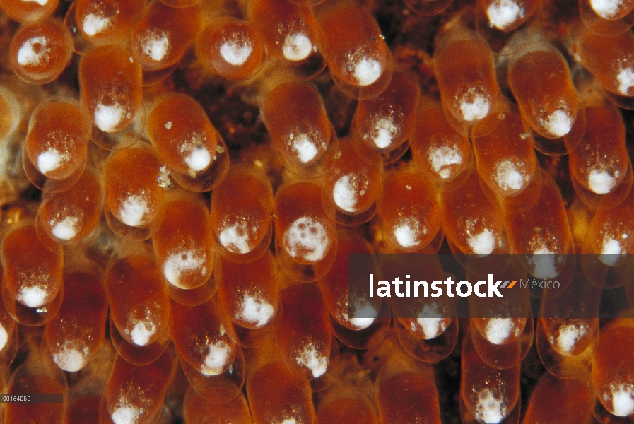 Huevos de peces (Amphiprion polymnus) de silla de montar en su cuarto día de desarrollo, Bali, Indon