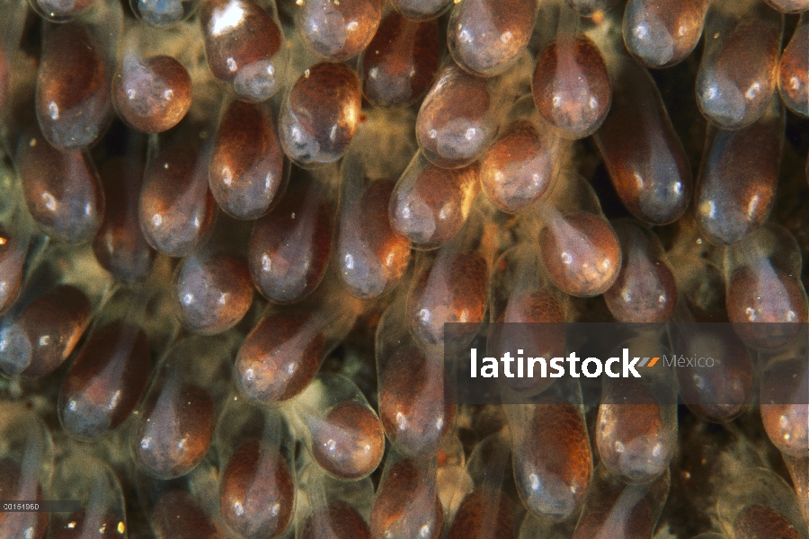 Huevos de peces (Amphiprion polymnus) de silla de montar en su cuarto día de desarrollo, Bali, Indon