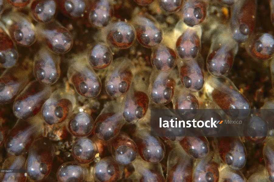 Huevos de peces (Amphiprion polymnus) de silla de montar en su cuarto día de incubación, Bali, Indon