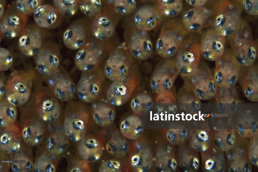 Huevos de peces (Amphiprion polymnus) de silla de montar en su cuarto día de incubación, Bali, Indon