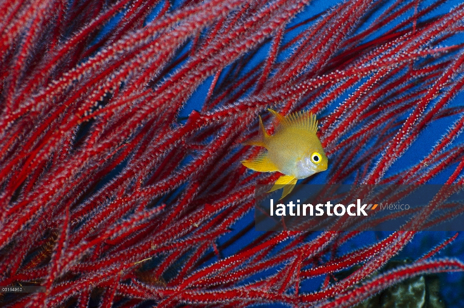 Damisela dorada (Amblyglyphidodon Aureus) frente a Coral blando (Ctenocella sp), Figi