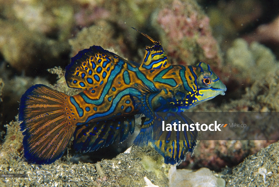 Hombre Mandarinfish (Synchiropus splendidus), estrecho de Lembeh, Indonesia