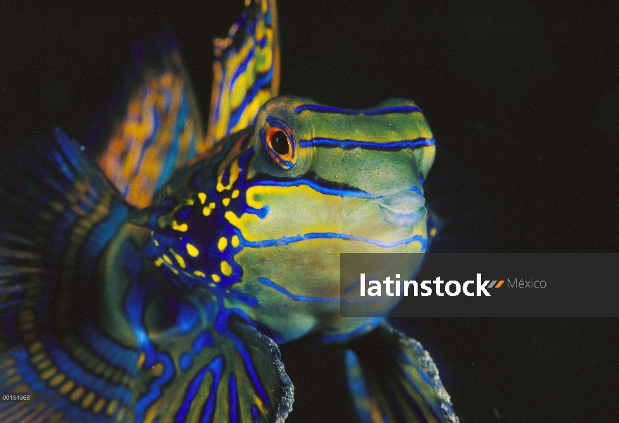 Hombre Mandarinfish (Synchiropus splendidus), estrecho de Lembeh, Indonesia