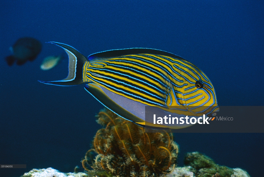 Rayas pez cirujano (Acanthurus lineatus), Bali, Indonesia