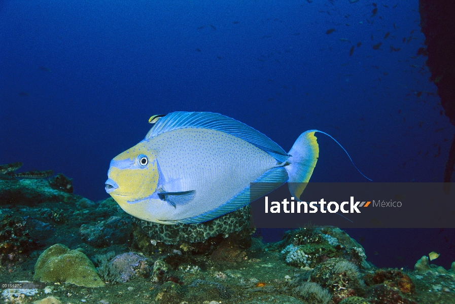 Unicornfish (Naso vlamingii) ser limpiado por un azul rayado pez limpiador (Labroides dimidiatus), B