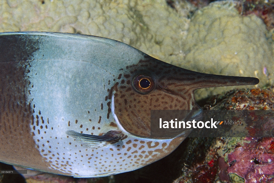 Visto Unicornfish (Naso brevirostris), la gran barrera de coral, Australia