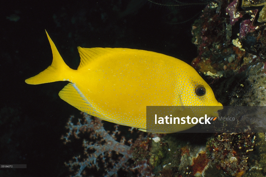 Rabbitfish coral (Siganus corallinus), Bali, Indonesia