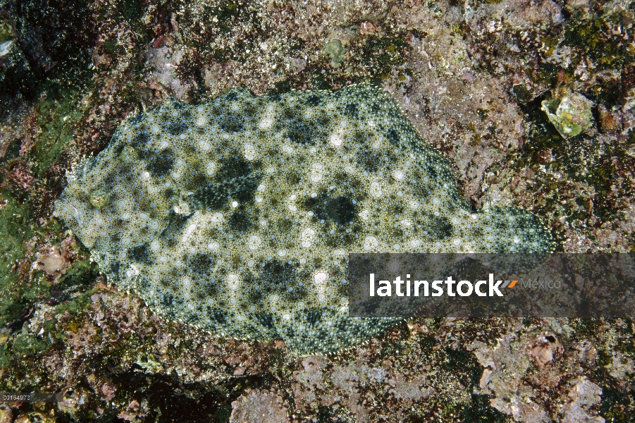 Leopardo de lenguado (Bothus pantherinus) mostrando color cambia, Islas Galápagos, Ecuador