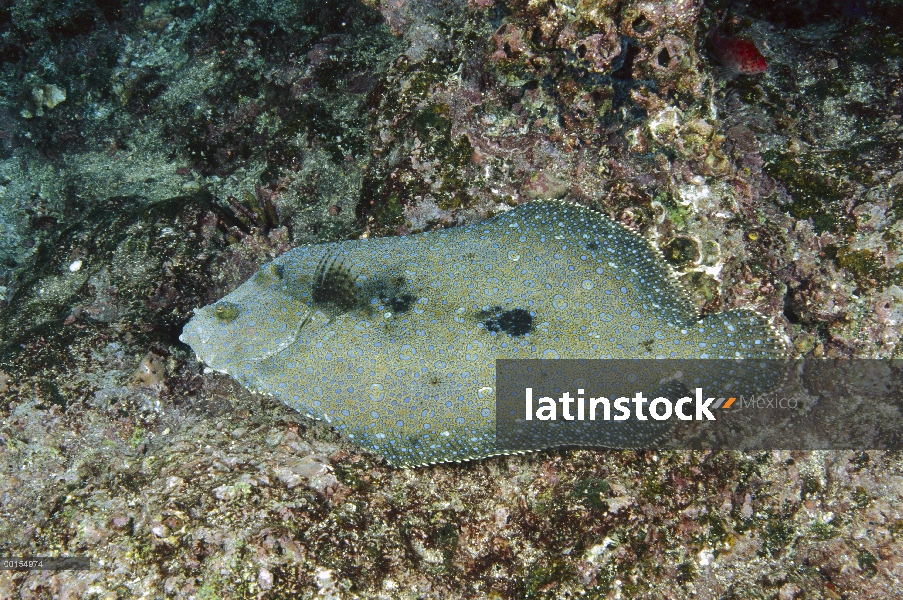 Leopardo de lenguado (Bothus pantherinus) mostrando color cambia, Islas Galápagos, Ecuador