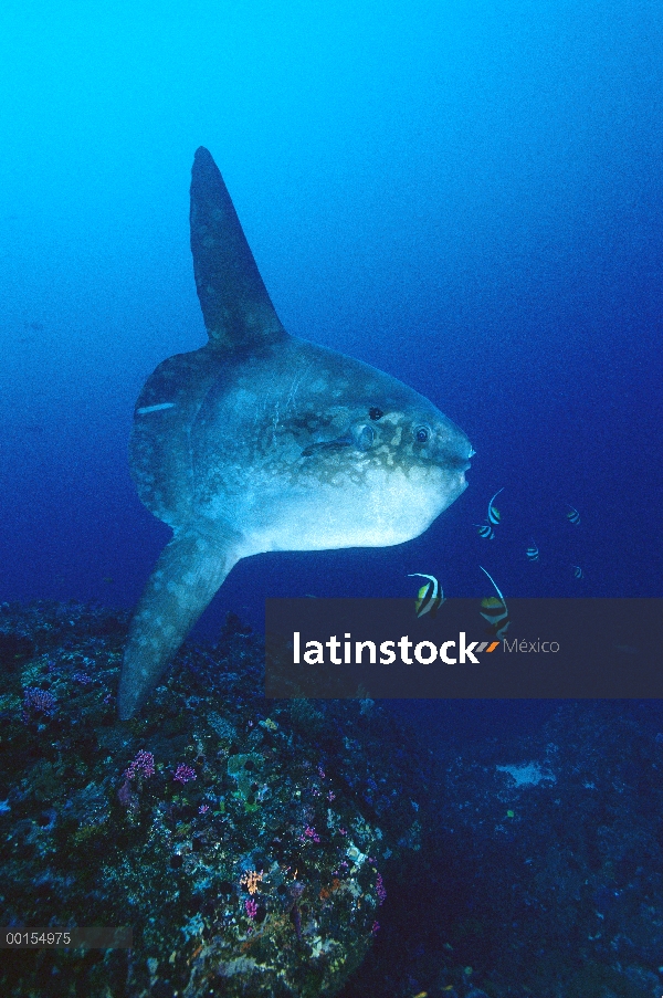 Pez luna (Mola mola) nadando con los peces más pequeños, Indonesia