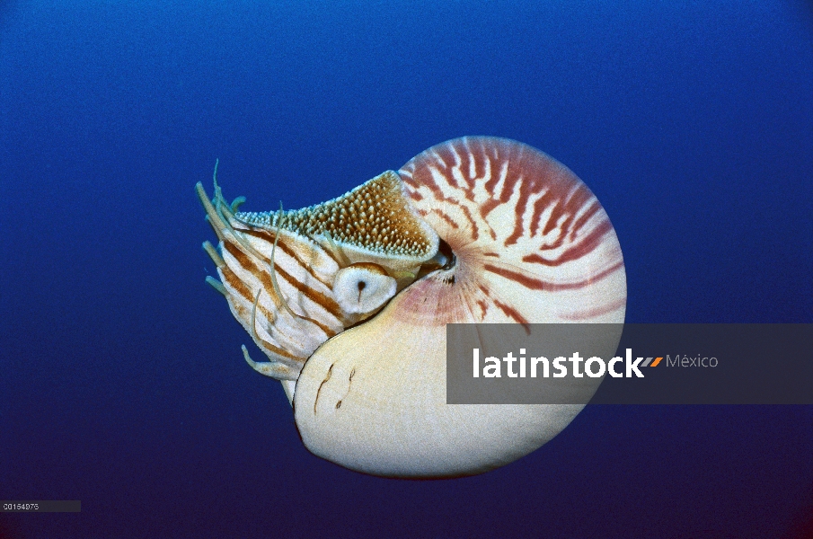 Nautilo (Nautilus pompilius), mar del Coral, Australia