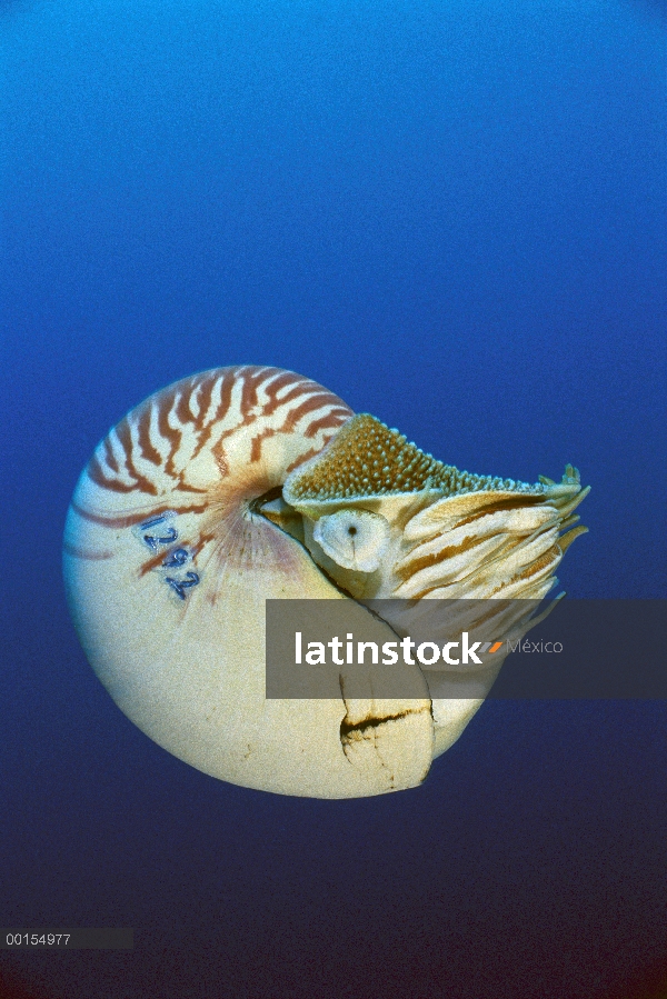 Nautilo (Nautilus pompilius), mar del Coral, Australia