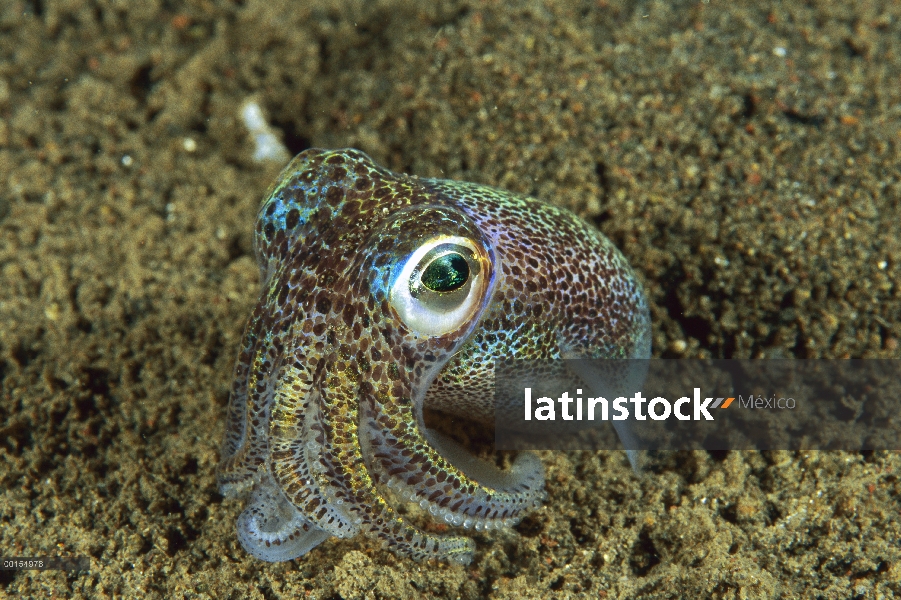 Calamar del Bobtail de Berry (berryi de Euprymna), Bali, Indonesia