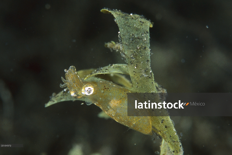 Dos tonos de pigmeo de calamar (Idiosepius pygmaeus), estrecho de Lembeh, Indonesia