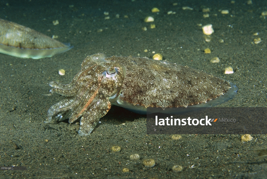 Aguja de sepia (Sepia aculeata), Bali, Indonesia