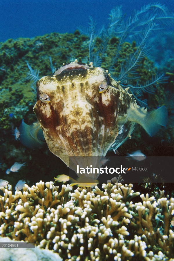 Broadclub jibias (Sepia latimanus), Bali, Indonesia