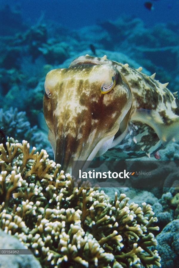 Mujer Broadclub jibias (Sepia latimanus) poner sus huevos en una familia de picadura hydrocoral, Bal